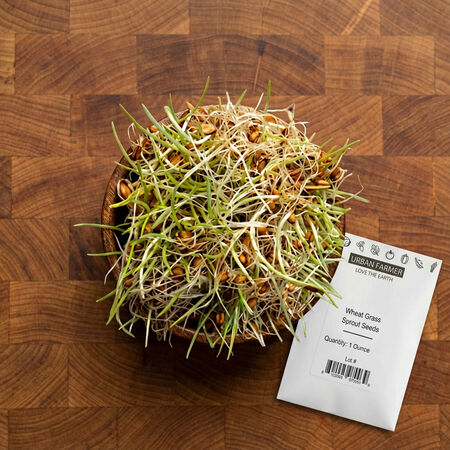 Wheat Grass, Sprout Seeds - 1 Pound image number null